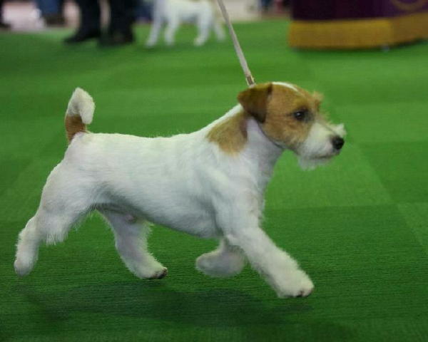 Ronnie gaiting at Westminster Dog Show 2013
