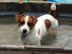 Cooper_in_water_t_rough