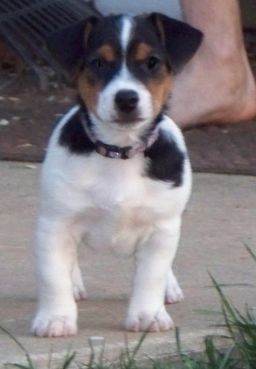 Ulixes_11_weeks