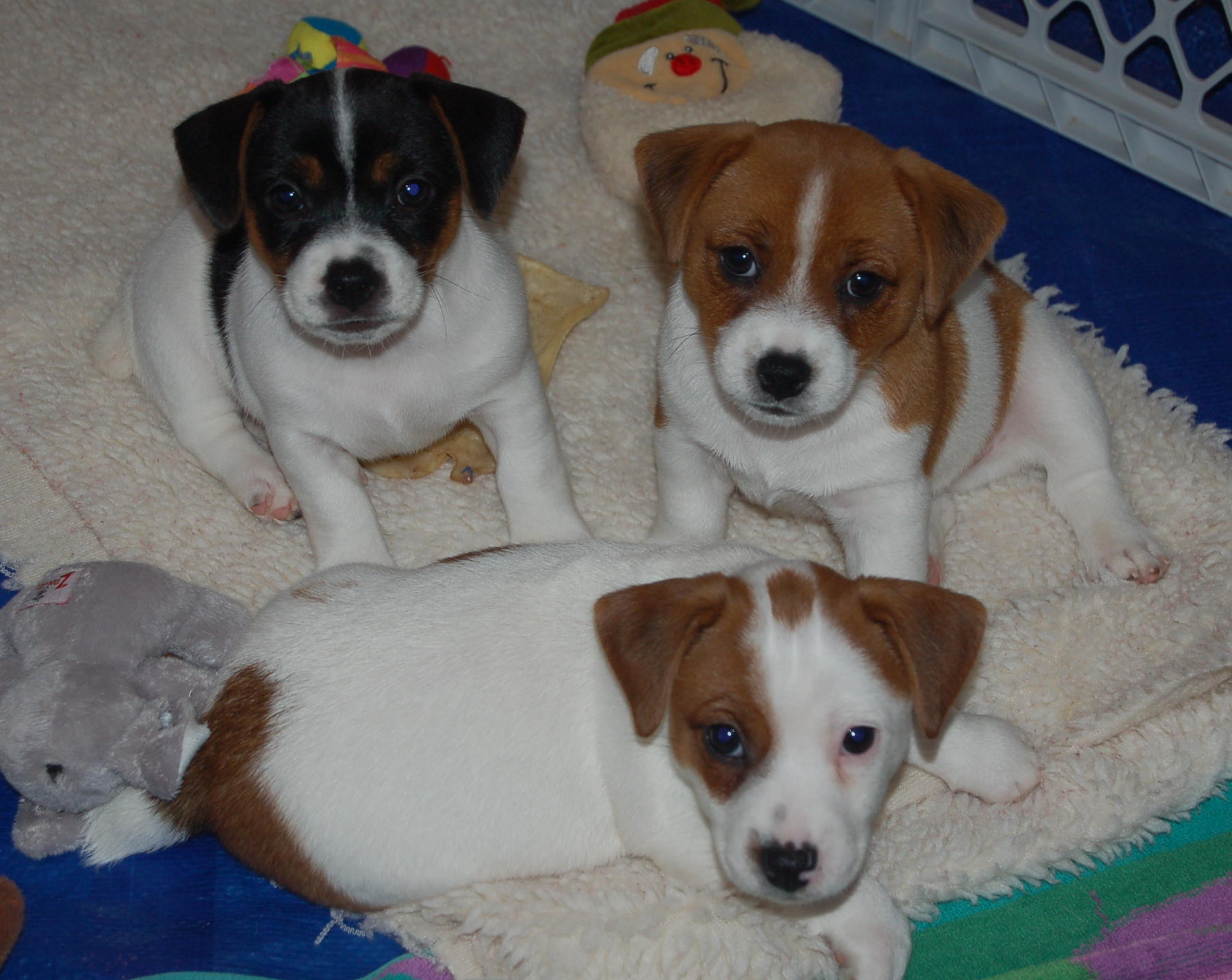 pups_oct09